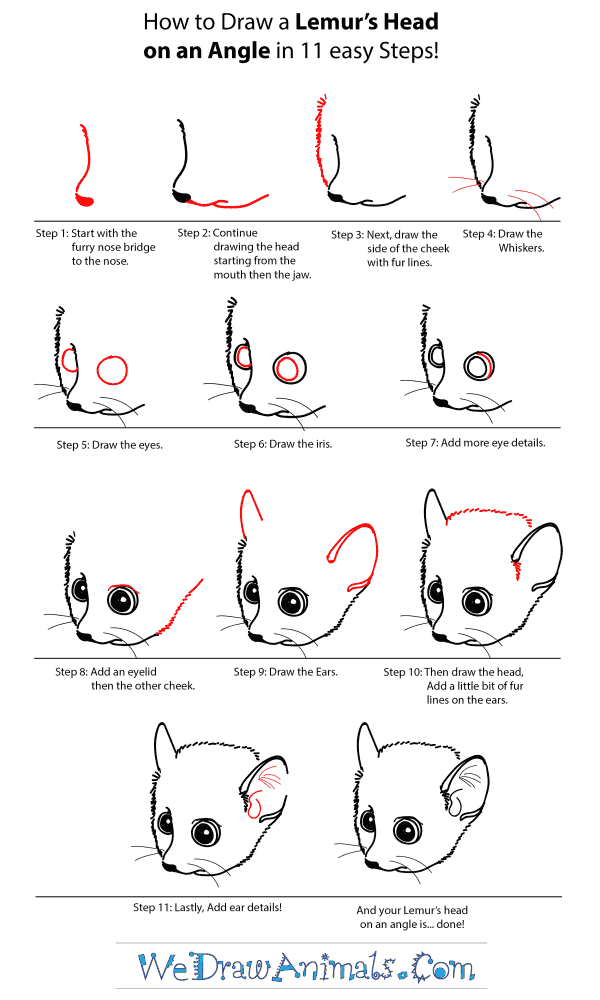 How to Draw a Lemur Head - Step-by-Step Tutorial