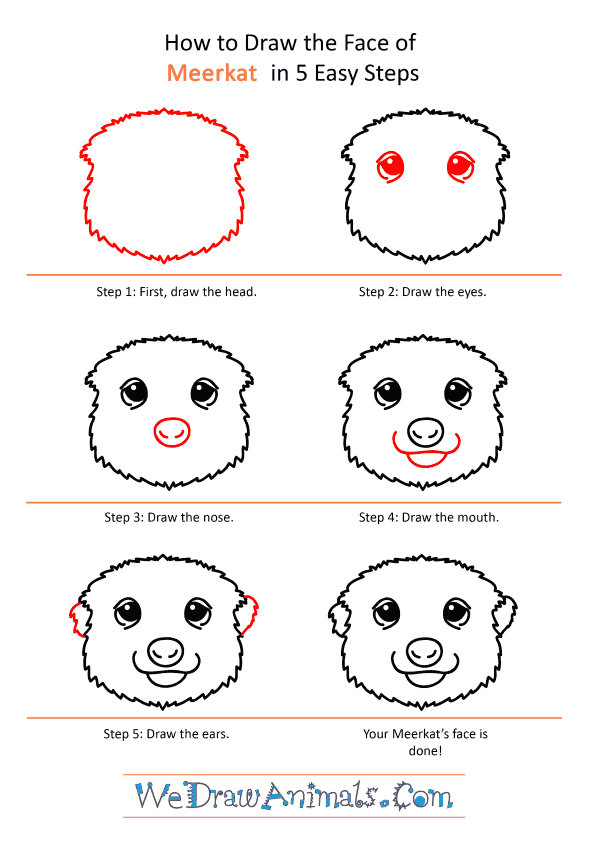 Featured image of post How To Draw A Meerkat Face In the video sophie chan explains the subtle differences between male and female faces so this tutorial is especially nice if you want to learn those differences