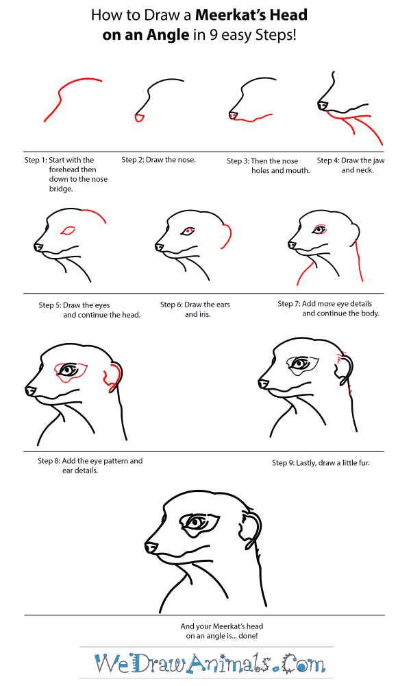 How to Draw a Meerkat Head - Step-by-Step Tutorial