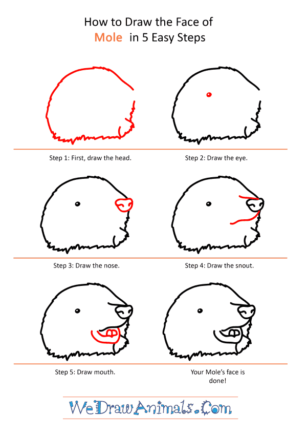 How to Draw a Mole Face - Step-by-Step Tutorial