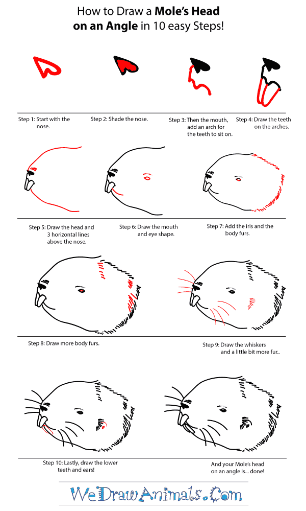 How to Draw a Mole Head - Step-by-Step Tutorial