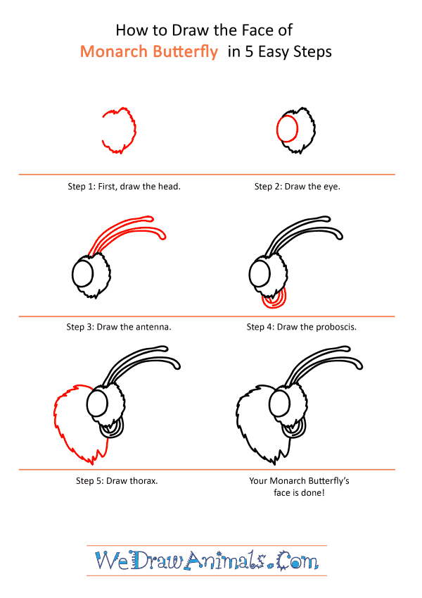 How to Draw a Monarch Butterfly Face - Step-by-Step Tutorial