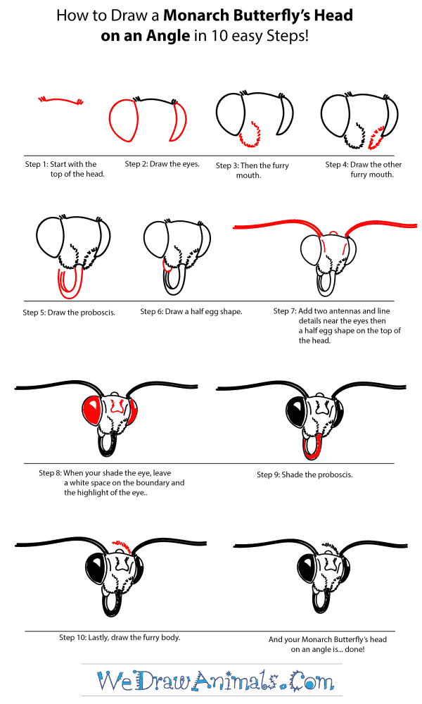 How to Draw a Monarch Butterfly Head - Step-by-Step Tutorial