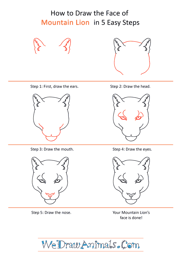 How to Draw a Mountain Lion Face - Step-by-Step Tutorial