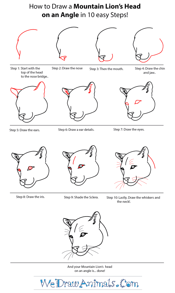 How to Draw a Mountain Lion Head - Step-by-Step Tutorial