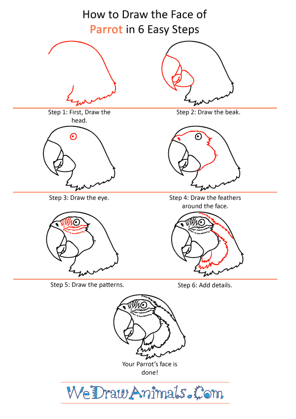 How to Draw a Parrot Face - Step-by-Step Tutorial