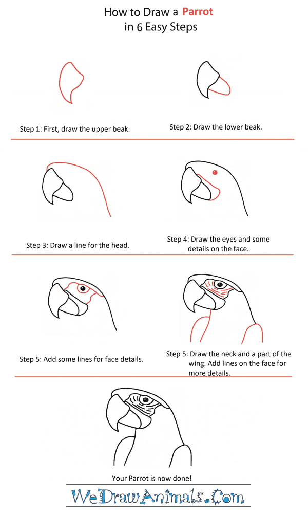 How to Draw a Parrot Head - Step-by-Step Tutorial