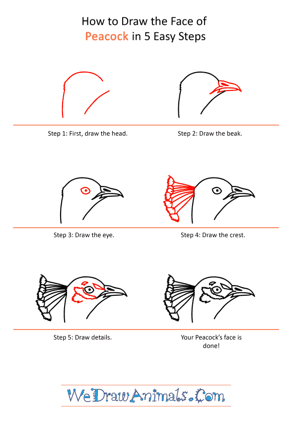 How to Draw a Peacock Face - Step-by-Step Tutorial