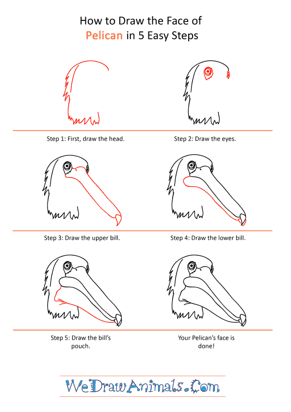 How to Draw a Pelican Face - Step-by-Step Tutorial