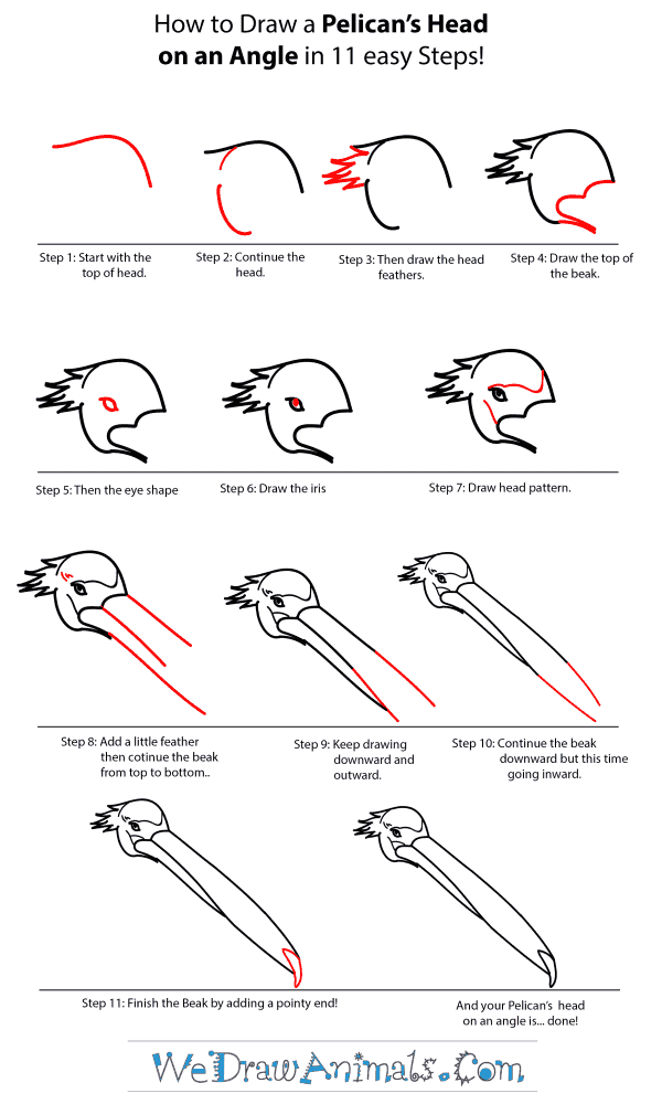 How to Draw a Penguin Head - Step-by-Step Tutorial