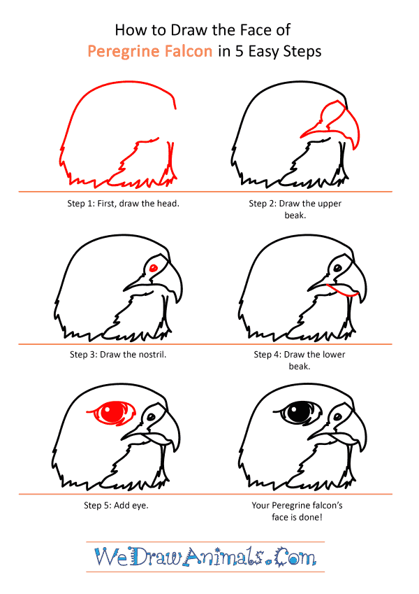 How to Draw a Peregrine Falcon Face - Step-by-Step Tutorial