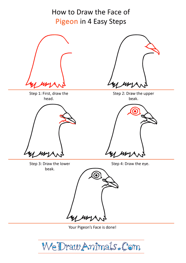 How to Draw a Pigeon Face - Step-by-Step Tutorial