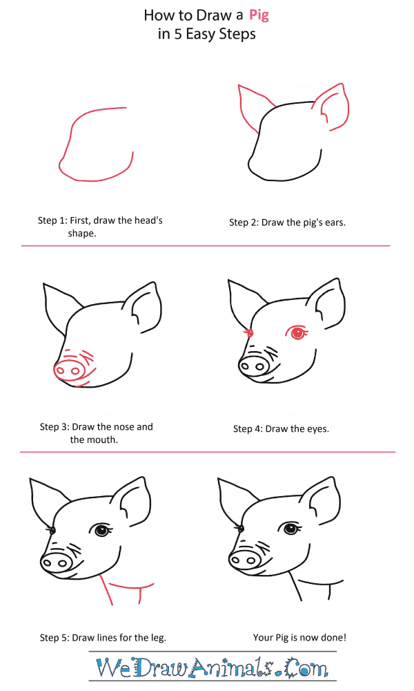 How to Draw a Pigeon Head - Step-by-Step Tutorial