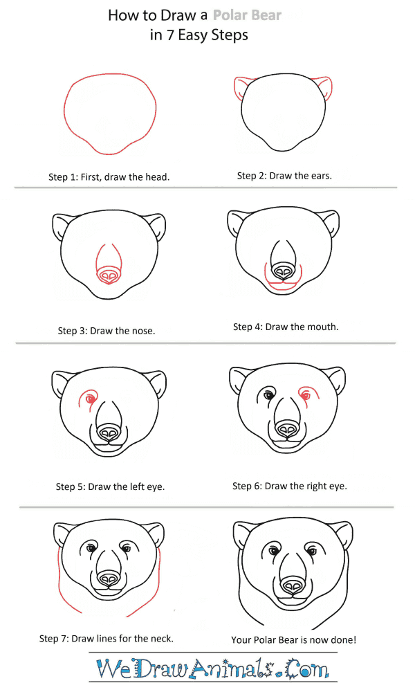 How to Draw a Polar Bear Head - Step-by-Step Tutorial