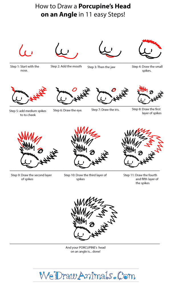 How to Draw a Porcupine Head - Step-by-Step Tutorial