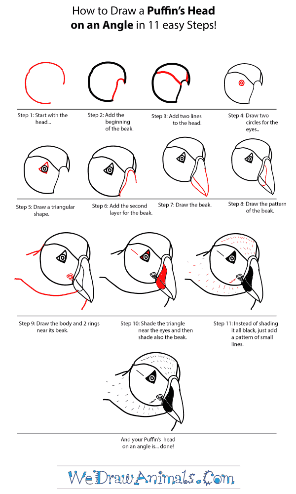 How to Draw a Puffin Head - Step-by-Step Tutorial