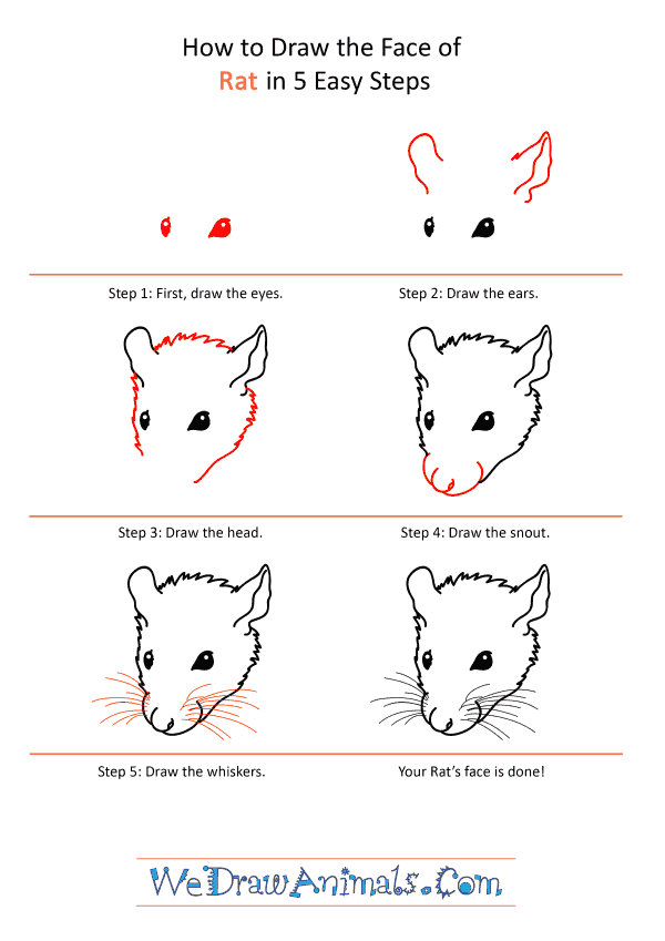 How to Draw a Rat Face - Step-by-Step Tutorial