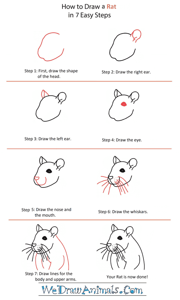 How to Draw a Rat Head - Step-by-Step Tutorial