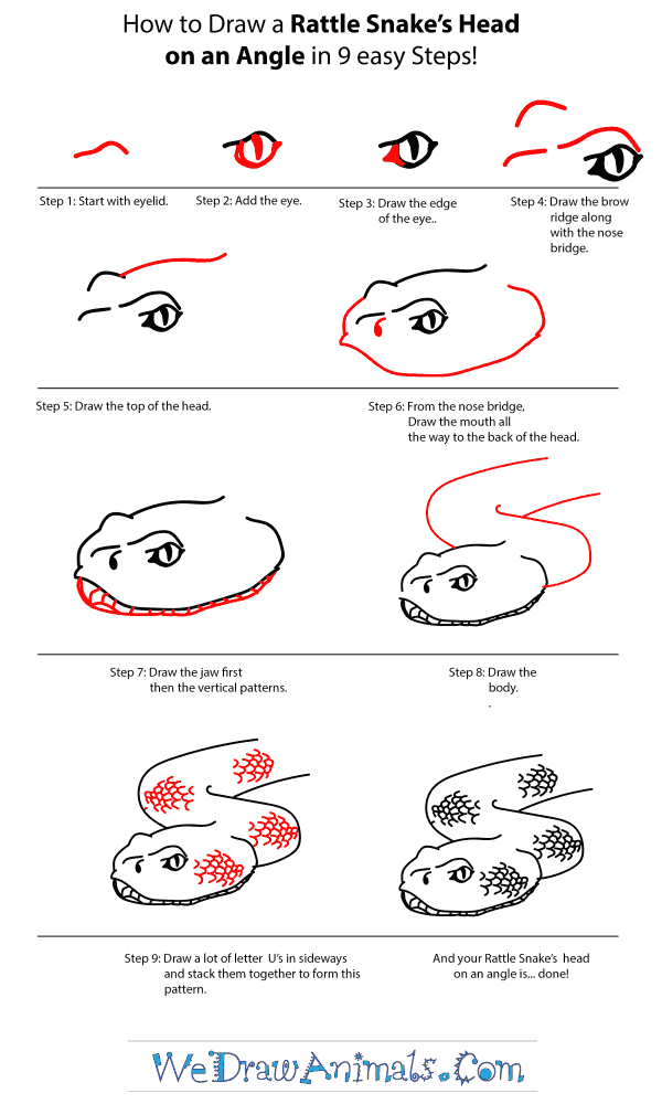 How to Draw a Rattlesnake Head - Step-by-Step Tutorial
