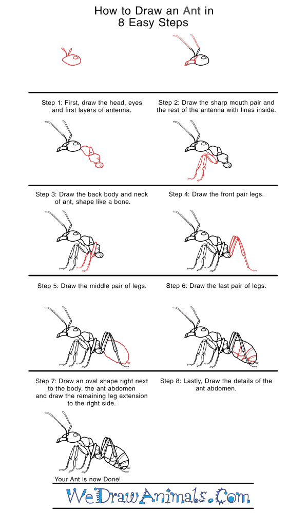 How to Draw a Realistic Ant - Step-by-Step Tutorial