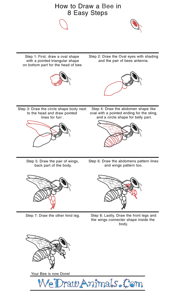How to Draw a Realistic Bee - Step-by-Step Tutorial