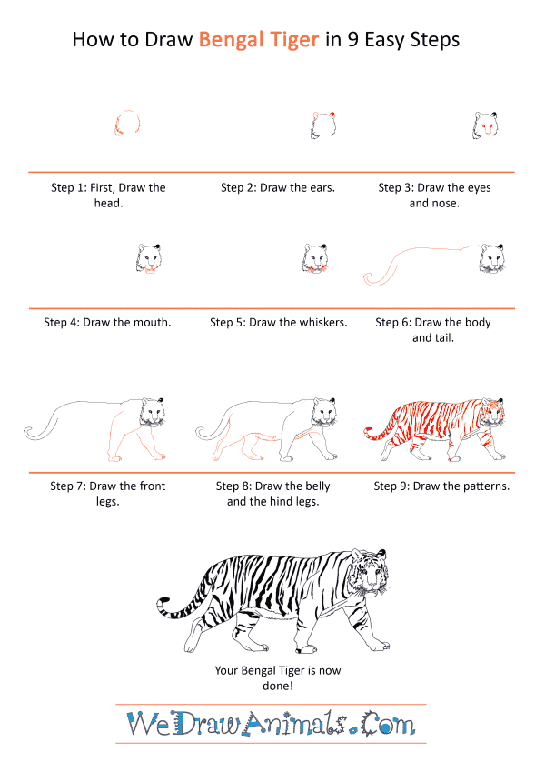 How to Draw a Realistic Bengal Tiger - Step-by-Step Tutorial