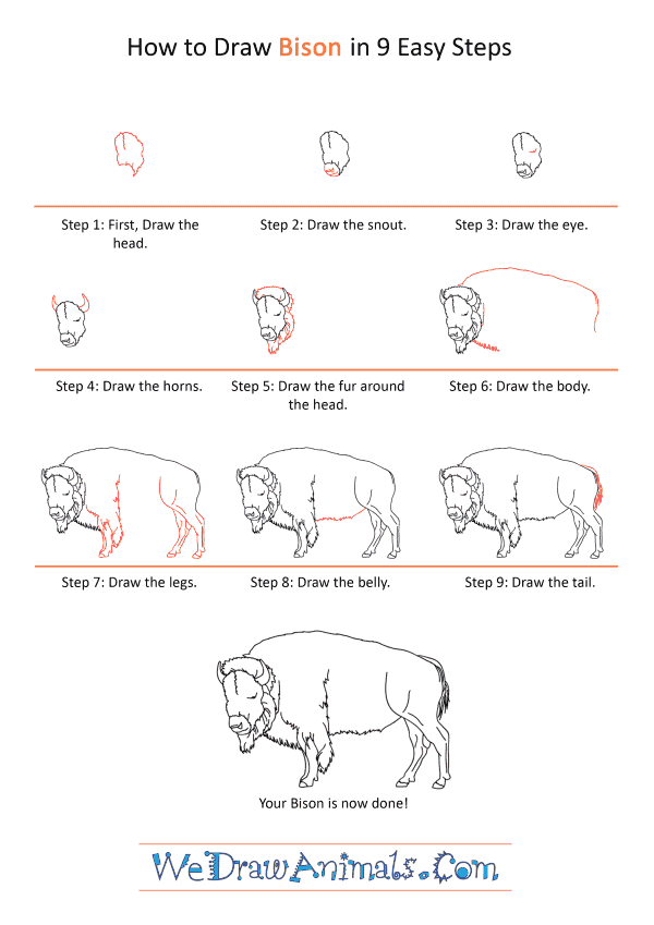How to Draw a Realistic Bison - Step-by-Step Tutorial