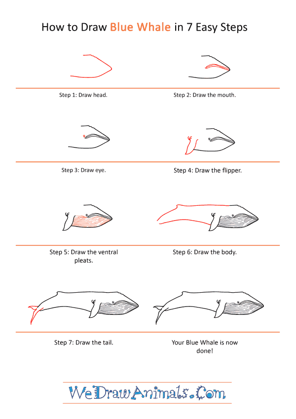 How to Draw a Realistic Blue Whale - Step-by-Step Tutorial