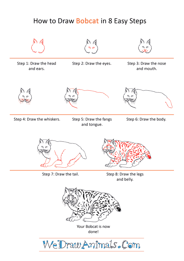 How to Draw a Realistic Bobcat - Step-by-Step Tutorial