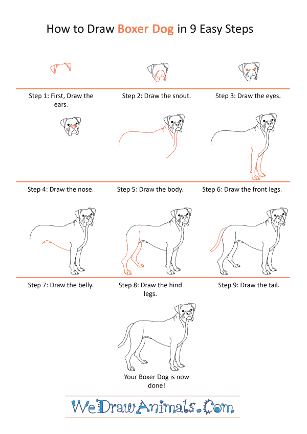 How to Draw a Realistic Boxer Dog - Step-by-Step Tutorial