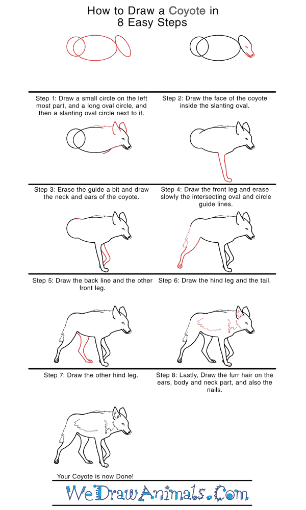How to Draw a Realistic Coyote - Step-by-Step Tutorial
