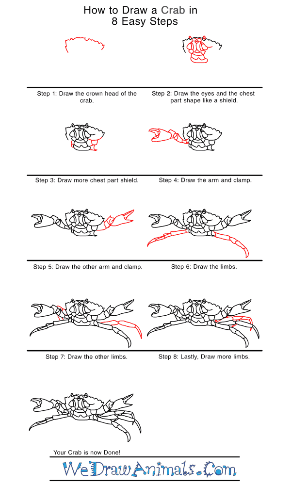 How to Draw a Realistic Crab - Step-by-Step Tutorial