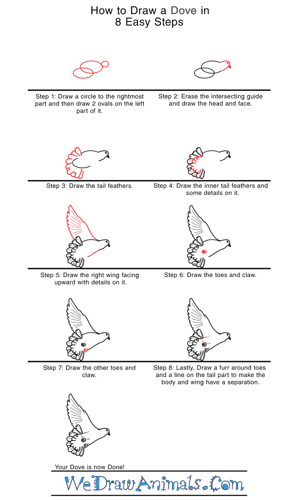 How to Draw a Realistic Dove - Step-by-Step Tutorial