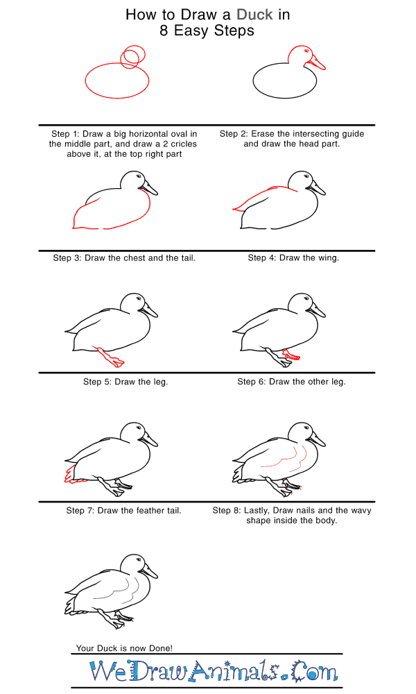 How to Draw a Realistic Duck - Step-by-Step Tutorial