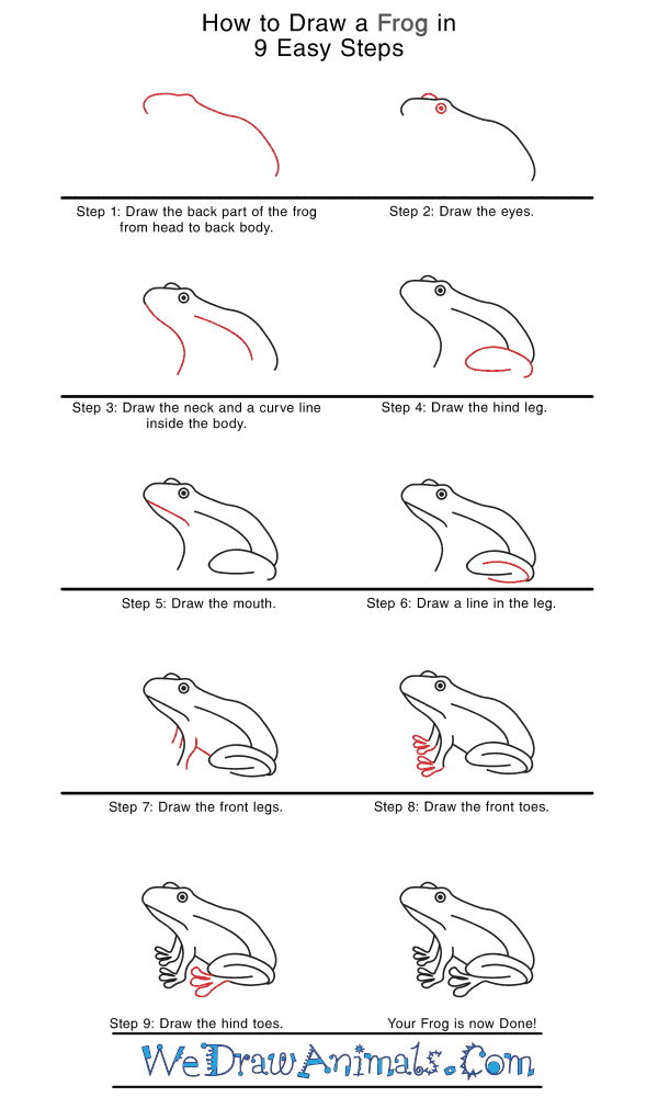 How to Draw a Realistic Frog - Step-by-Step Tutorial