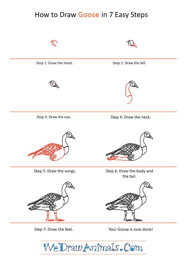 How to Draw a Realistic Goose - Step-by-Step Tutorial
