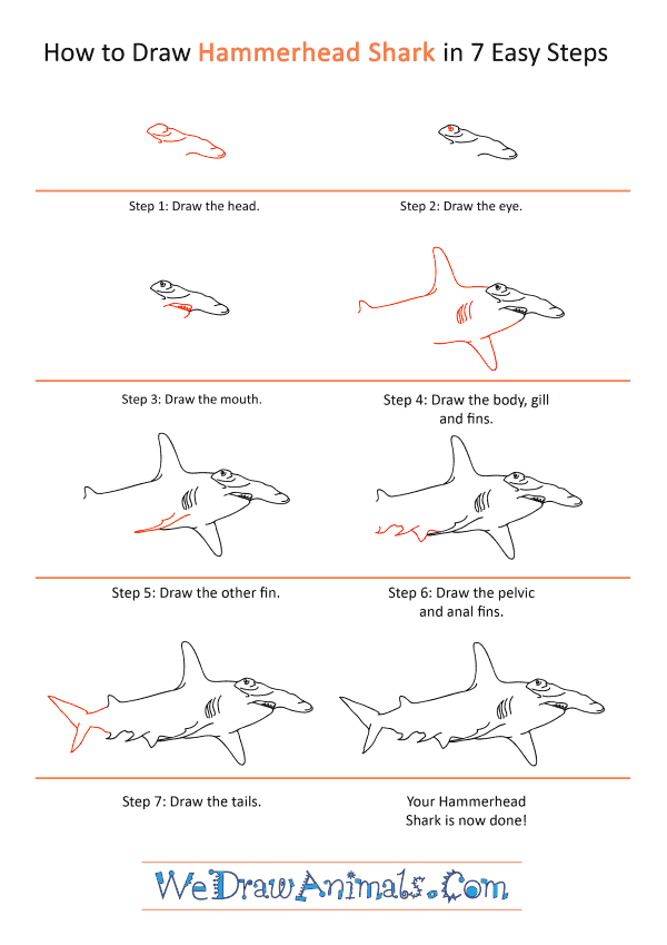How to Draw a Realistic Hammerhead Shark - Step-by-Step Tutorial