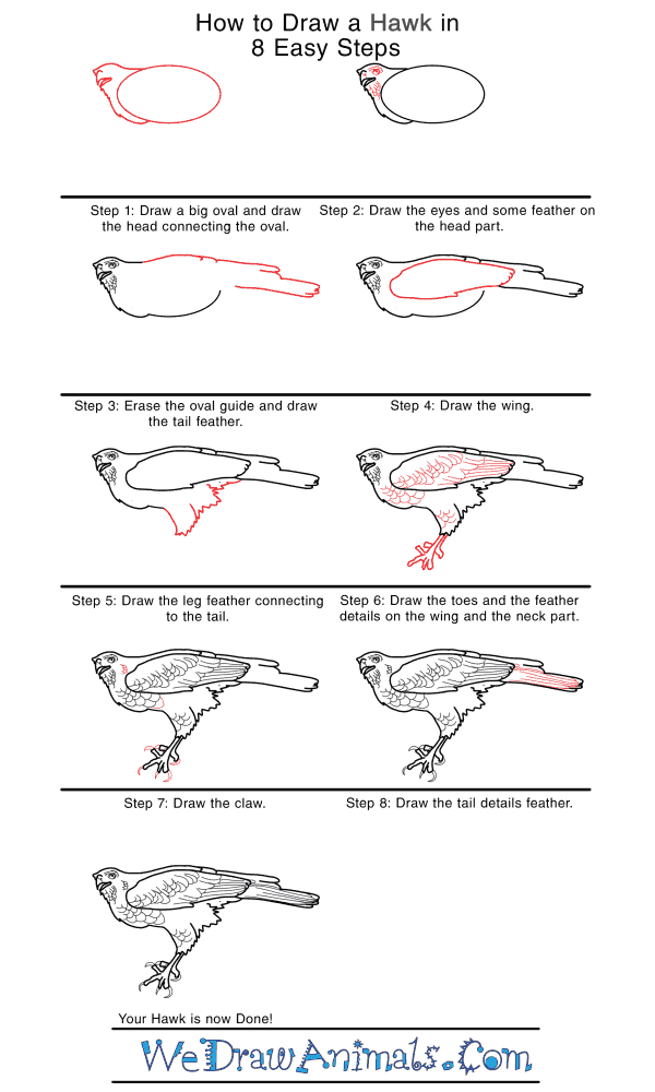 How to Draw a Realistic Hawk - Step-by-Step Tutorial