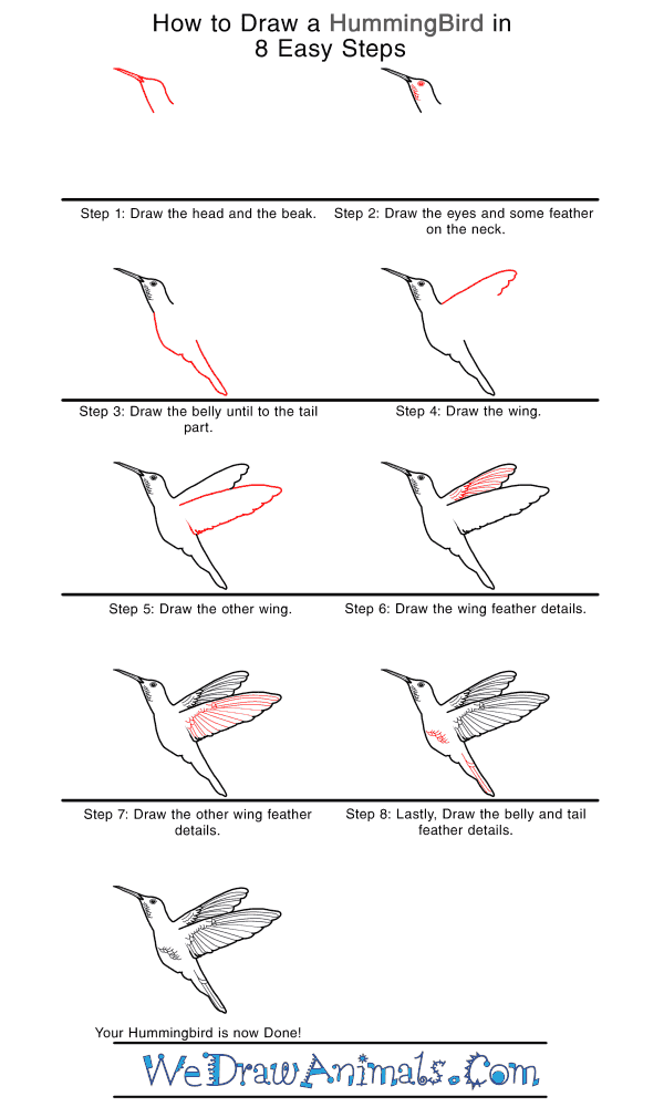 How to Draw a Realistic Hummingbird - Step-by-Step Tutorial