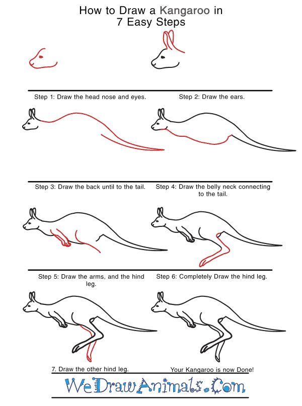 How to Draw a Realistic Kangaroo - Step-by-Step Tutorial