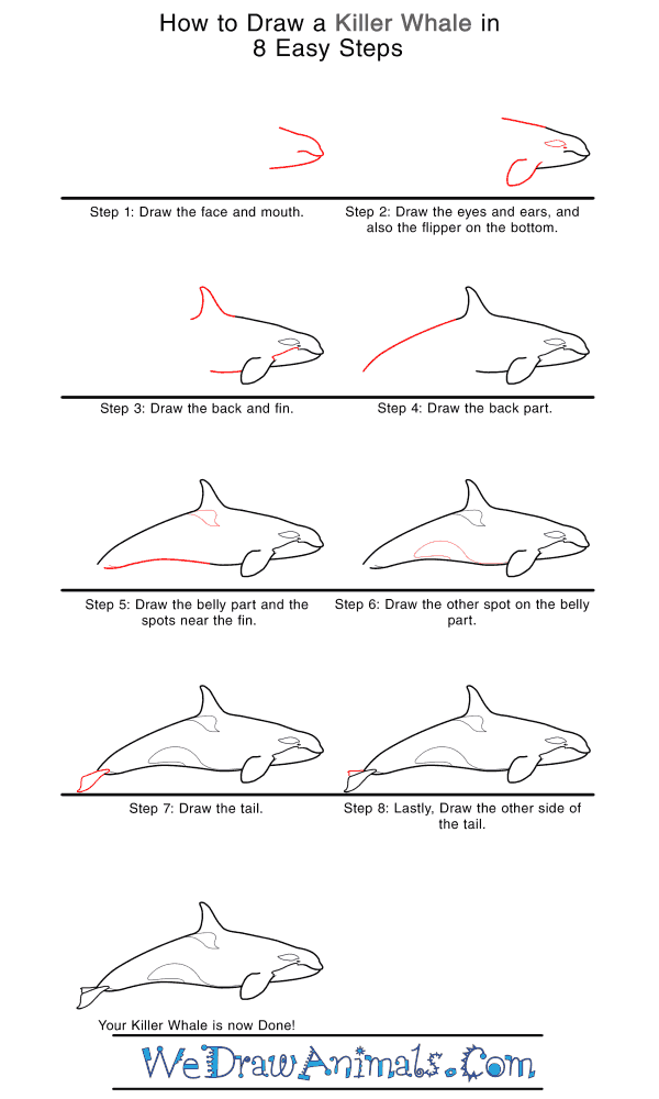 How to Draw a Realistic Killer Whale - Step-by-Step Tutorial