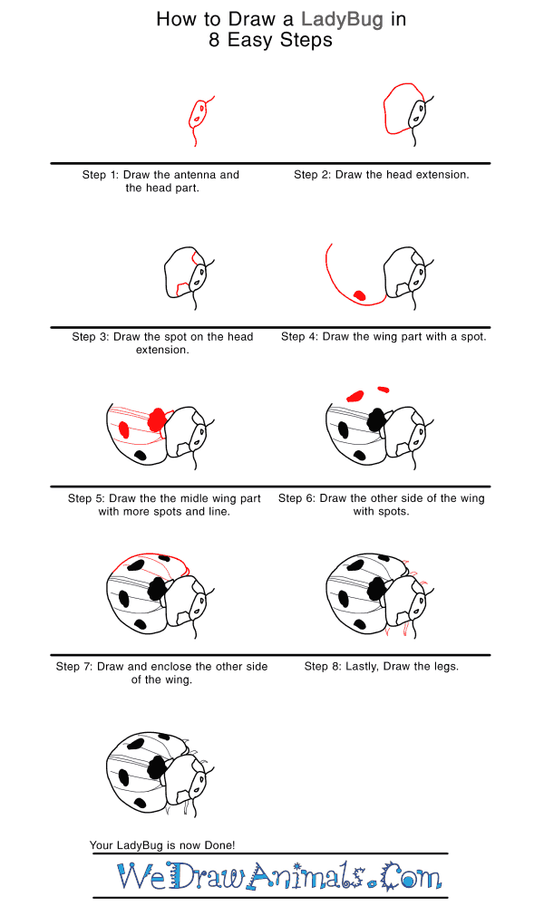 How to Draw a Realistic Ladybug - Step-by-Step Tutorial