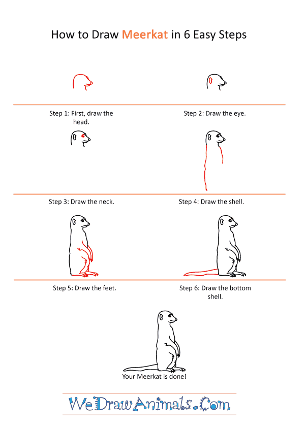 How to Draw a Realistic Meerkat - Step-by-Step Tutorial