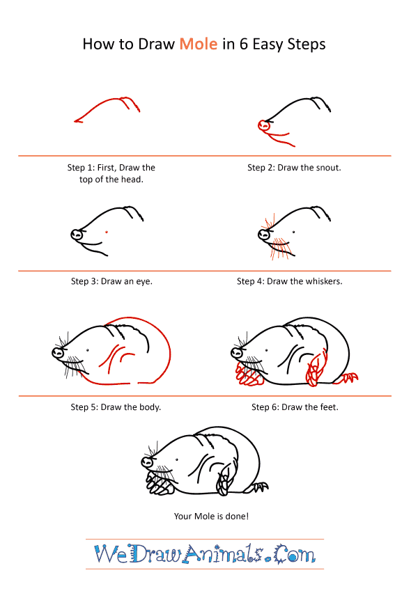 How to Draw a Realistic Mole - Step-by-Step Tutorial