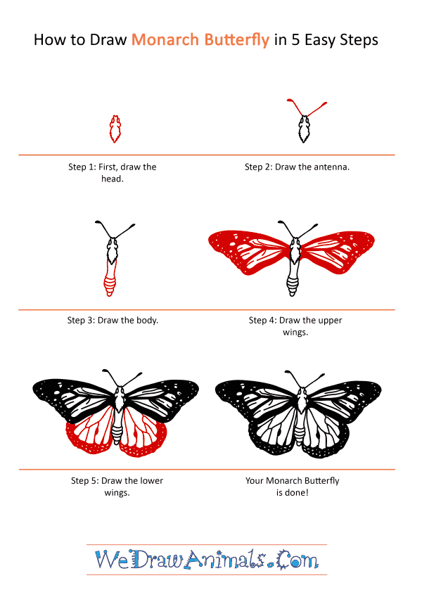 How to Draw a Realistic Monarch Butterfly - Step-by-Step Tutorial