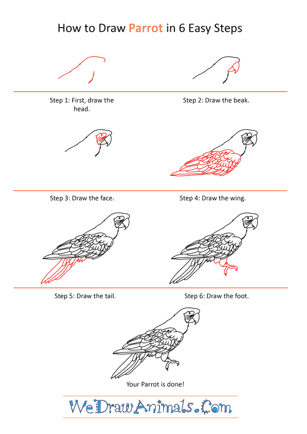 How to Draw a Realistic Parrot - Step-by-Step Tutorial