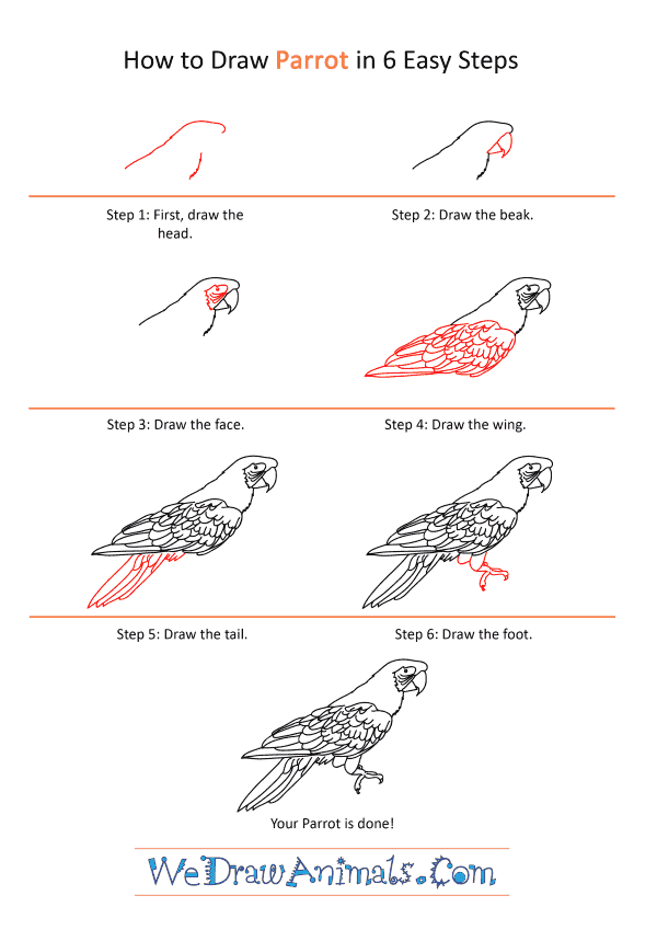 Featured image of post Realistic Parrot Drawing Easy Easy step by step parrot drawing tutorial