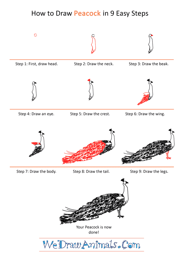 How to Draw a Realistic Peacock - Step-by-Step Tutorial