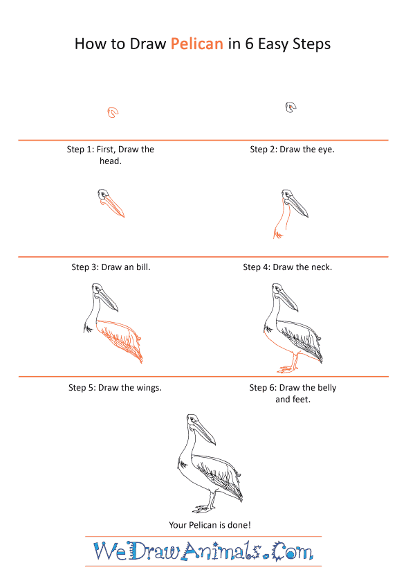 How to Draw a Realistic Pelican - Step-by-Step Tutorial