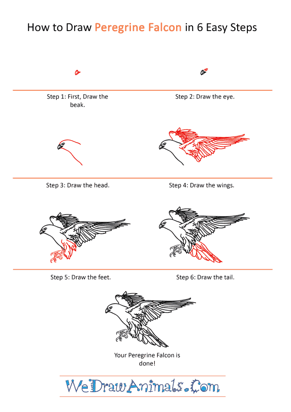 How to Draw a Realistic Peregrine Falcon - Step-by-Step Tutorial